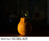 Один мандарин  грушевидной формы. Стоковое фото, фотограф Марина Иннокентьевна Корреа Ластра / Фотобанк Лори