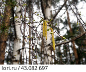 Catkins of a flowering birch close-up against the background of tree trunks. Raindrops are visible on the earrings. Spring natural background with emerging leaves and birch catkins. Стоковое фото, фотограф Бузмакова Светлана / Фотобанк Лори