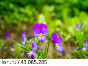 Фиа́лка (лат. Víola) Стоковое фото, фотограф Роман Лукьянов / Фотобанк Лори