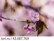 Цветок сакуры. Стоковое фото, фотограф Андрей Иванов / Фотобанк Лори