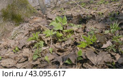 Южный Урал, побеги сныти обыкновенной (Aegopodium podagraria) в лесу весной. Southern Urals, shoots of ground elder (Aegopodium podagraria) in the forest in spring. Стоковое видео, видеограф Евгений Романов / Фотобанк Лори