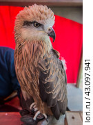 Чёрный коршун (лат. Milvus migrans) крупным планом портрет в профиль/ Portrait of a Black Kite. Стоковое фото, фотограф Iva Noel / Фотобанк Лори