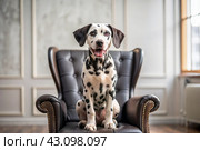 Portrait of a cute joyful Dalmatian dog. A banner with the image of a pet dog in the interior of a white and black living room. Стоковое AI-изображение, AI-художник Photojuli / Фотобанк Лори