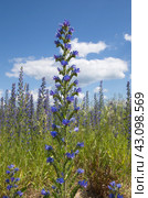 Синяк обыкновенный (лат. Echium vulgare) цветет летним солнечным днем. Стоковое фото, фотограф Елена Коромыслова / Фотобанк Лори