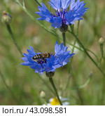 Василек синий, или Василек посевной (лат. Centaurea cyanus) с пчелой. Стоковое фото, фотограф Елена Коромыслова / Фотобанк Лори