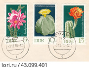 Почтовые марки ГДР 1970 года из серии Кактусы: Листовой кактус, Митра, Ежовый кактус. Стоковая иллюстрация, иллюстратор александр афанасьев / Фотобанк Лори