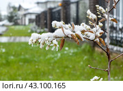 Ирга под снегом в мае. Стоковое фото, фотограф Богомолова Юлия / Фотобанк Лори