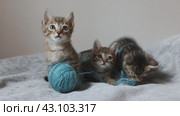 Взгляд симпатичных, маленьких котят которые играют клубком ниток на светлом фоне. Стоковое видео, видеограф Останина Екатерина / Фотобанк Лори