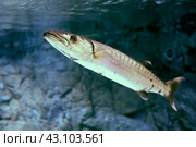 Great barracuda is large, predator ray-finned fish found in subtropical oceans around world. Стоковое фото, фотограф Владимир Григорьев / Фотобанк Лори