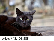 Stray black male cat is resting on table in city park. Стоковое фото, фотограф Владимир Григорьев / Фотобанк Лори