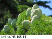 Шишка гималайского кедра (Cedrus deodara) Стоковое фото, фотограф Дорощенко Элла / Фотобанк Лори
