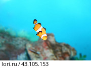 Морская аквариумная рыбка — Амфиприон Amphiprion ocellaris — рыба-клоун. Красивый маленький милый питомец на фоне бирюзовой воды. Стоковое фото, фотограф Дорощенко Элла / Фотобанк Лори