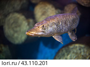 Big fish pike swims in water. Стоковое фото, фотограф Коханова Наталья / Фотобанк Лори