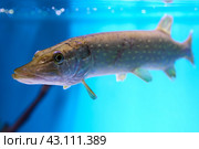 Northern pike or Esox lucius is freshwater predatory in aquarium fish tank. Стоковое фото, фотограф Владимир Григорьев / Фотобанк Лори