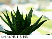 Aloes aristata. A compact variety of aloe with dark green pointed leaves with delicate light spines. Стоковое фото, фотограф Есич Елена / Фотобанк Лори