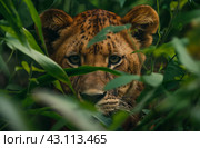 Liger hiding in green foliage. Стоковое AI-изображение, AI-художник Данил Руденко / Фотобанк Лори