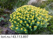 Родиола розовая (также известная как Золотой корень, (лат.  Rhodíola rosea) - многолетнее травянистое растение, произрастающее на острове в Белом море. Стоковое фото, фотограф Наталья Волкова / Фотобанк Лори