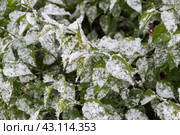 It suddenly snowed in the middle of spring. Lilac bush with green leaves covered with snow. The concept of the vagaries of the weather. Стоковое фото, фотограф Татьяна Васильева / Фотобанк Лори