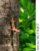 Lizard calotes bloodsucker Calotes versicolor on the trunk of a coconut palm in close-up. Стоковое фото, фотограф Игорь Кляхин / Фотобанк Лори