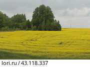 Цветущее рапсовое поле (2024 год). Редакционное фото, фотограф Дмитрий Неумоин / Фотобанк Лори