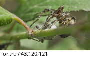 Макросъемка паука крестовик угловатый (Araneus angulatus) с добычей. Стоковое видео, видеограф Mixail59 / Фотобанк Лори