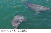 Dolphins Bottlenose dolphins in the water. Mating season. Dolphins are aquatic mammals of cetacean infraorder, dolphin family Delphinidae - marine, non-taxonomic group of river dolphins. Black Sea. Стоковое видео, видеограф Юлия Петровская / Фотобанк Лори