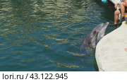 Two dolphins poked their heads out of the sea water and are waiting for fish near the pier. Dolphins Bottlenose dolphins. Mating season. Aquatic mammals of cetacean infraorder, family Delphinidae. Стоковое видео, видеограф Юлия Петровская / Фотобанк Лори