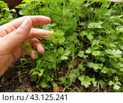 Parsley, or garden parsley Petroselinum crispum is species of flowering plant in the family Apiaceae. A young shoot of fresh green parsley or celery, grown in a box on the balcony. Hand demonstrates. Стоковое фото, фотограф Юлия Петровская / Фотобанк Лори