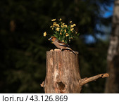 Дубонос на пеньке. Стоковое фото, фотограф Svetlana V. Pronina / Фотобанк Лори