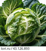 A detailed close-up of a fresh savoy cabbage shows the intricate patterns of its leaves, veined textures. Savoy cabbage Brassica oleracea L convar capitata var sabauda is vegetable crop. Generated AI. Стоковое AI-изображение, AI-художник Юлия Петровская / Фотобанк Лори