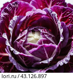 Red cabbage is a vegetable crop with red-violet leaf color and a common food product. Vegetable is used for fresh consumption in salads, for pickling, cultivated cabbage species. Generated AI. Стоковое AI-изображение, AI-художник Юлия Петровская / Фотобанк Лори