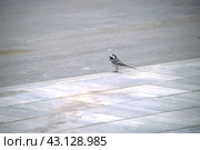 Птица Трясогузка. Стоковое фото, фотограф MК / Фотобанк Лори