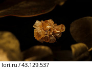 Макрофото оранжевого минерала Арагонит на чёрном фоне с золотыми листьями. Стоковое фото, фотограф Сергей Плехов / Фотобанк Лори
