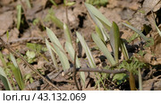 Южный Урал, молодые побеги тюльпана лесного (Tulipa sylvestris) в лесу весной. Southern Urals, young shoots of the wild tulip (Tulipa sylvestris) in the forest in spring. Стоковое фото, фотограф Евгений Романов / Фотобанк Лори