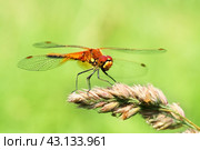 Портрет стрекозы на размытом зеленом фоне.  Макро. Portrait of a dragonfly on a green background. Стоковое фото, фотограф Лариса Гордеева / Фотобанк Лори