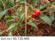 Pepper bushes with ripe red sweet fruits close-up. Стоковое фото, фотограф Iva Noel / Фотобанк Лори