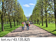 Krasnogorsk, Russia - 1 May. 2024. Linden alley in early spring in Arkhangelskoye Estate Museum. Редакционное фото, фотограф Володина Ольга / Фотобанк Лори