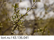 Весеннее чудо. Стоковое фото, фотограф Илья Канашкин / Фотобанк Лори