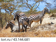 Plains zebras. Стоковое фото, фотограф Art Konovalov / Фотобанк Лори