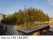 Берёзовая роща. Остров Балчуг. город Москва (2023 год). Стоковое фото, фотограф Константин Галактионов / Фотобанк Лори