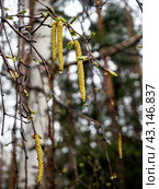 Blooming birch catkins against a background of white tree trunks and forest. Close-up. Spring forest background with blooming birch trees. Стоковое фото, фотограф Бузмакова Светлана / Фотобанк Лори