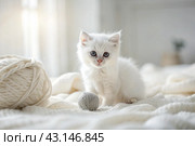 Pets. A small fluffy white kitten is playing with a ball of yarn on a white bed. A curious kitten lies on a white blanket and looks at the camera. Textiles, knitting. Стоковое AI-изображение, AI-художник Photojuli / Фотобанк Лори