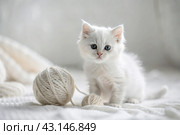 Pets. A small fluffy white kitten is playing with a ball of yarn on a white bed. A curious kitten lies on a white blanket and looks at the camera. Textiles, knitting. Стоковое AI-изображение, AI-художник Photojuli / Фотобанк Лори