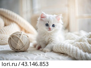Pets. A small fluffy white kitten is playing with a ball of yarn on a white bed. A curious kitten lies on a white blanket and looks at the camera. Textiles, knitting. Стоковое AI-изображение, AI-художник Photojuli / Фотобанк Лори