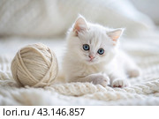 Pets. A small fluffy white kitten is playing with a ball of yarn on a white bed. A curious kitten lies on a white blanket and looks at the camera. Textiles, knitting. Стоковое AI-изображение, AI-художник Photojuli / Фотобанк Лори