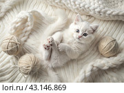 Pets. A small fluffy white kitten is playing with a ball of yarn on a white bed. A curious kitten lies on a white blanket and looks at the camera. Textiles, knitting. Стоковое AI-изображение, AI-художник Photojuli / Фотобанк Лори