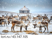 Reindeer graze against the background of a tundra landscape and a winter yurt. Snow is falling. Snowstorm. Стоковое AI-изображение, AI-художник Photojuli / Фотобанк Лори