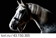 Artistically lit horse head with thick smoke and fumes on black background. Beautiful alert black brown stallion horse in fog mist smoke looking curious worried free majestic regal mythological, AI. Стоковое AI-изображение, AI-художник Sergey Grishin / Фотобанк Лори