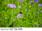Вербена бонарская (Verbena bonariensis) и шмель (Bombus) Стоковое фото, фотограф Алёшина Оксана / Фотобанк Лори