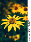 False yellow sunflower grows in summer flower garden. Стоковое фото, фотограф Александра Конопля / Фотобанк Лори